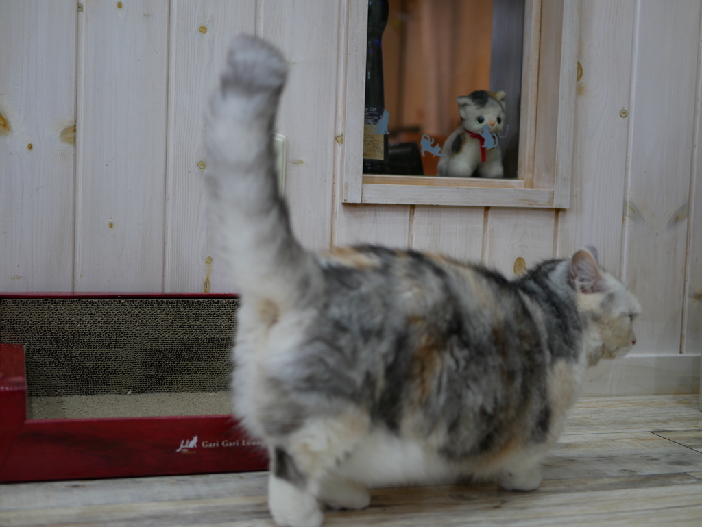猫カフェ2#3（主役は！？）