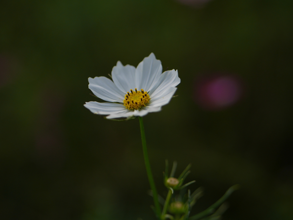 白いコスモス