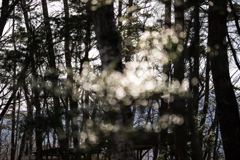 オーブとの遭遇！？