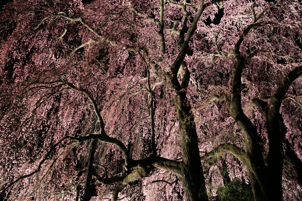 合戦場のしだれ桜#4