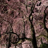 合戦場のしだれ桜#4