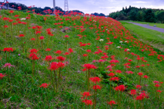 紅い河川敷