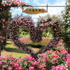 バラ園#1
