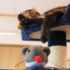 猫カフェ3#10