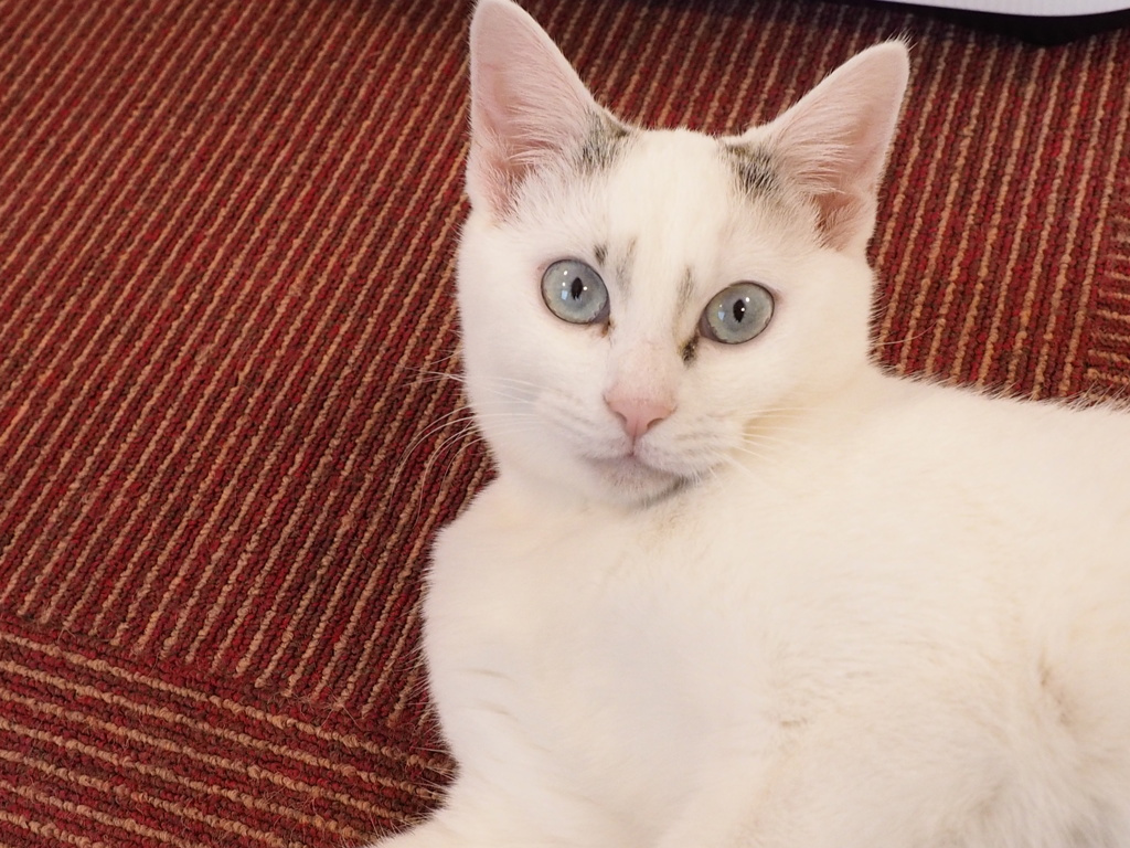 猫カフェ3#2