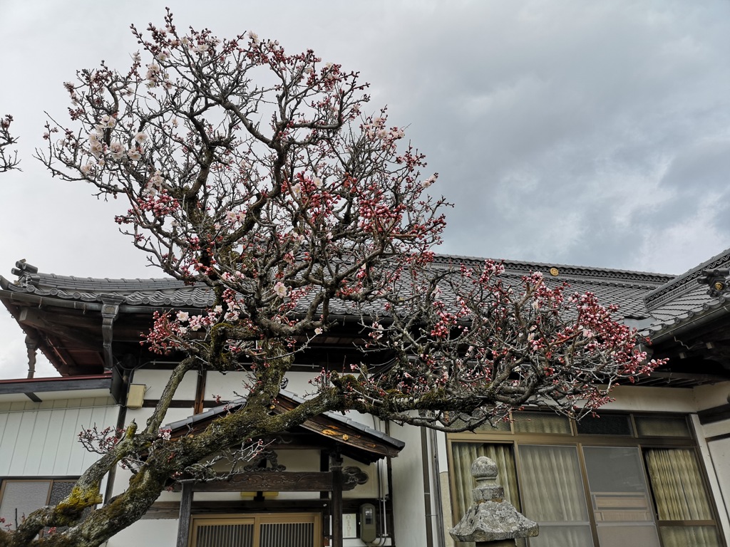 お寺の梅