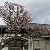 お寺の梅