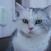 猫カフェ2#7（キリッ！）
