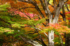 遅めの紅葉