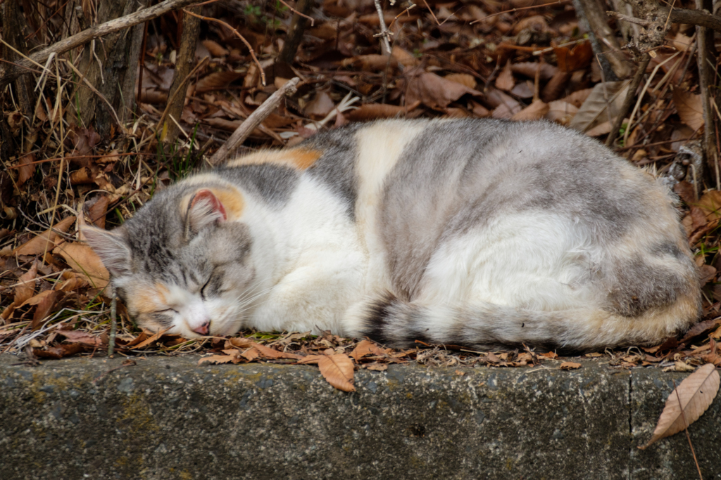 猫の日ですね～=^_^=