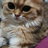 もふもふ？！2