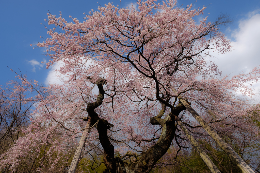 蓮華寺の桜