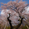 蓮華寺の桜