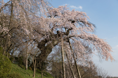 蓮華寺の枝垂れ桜