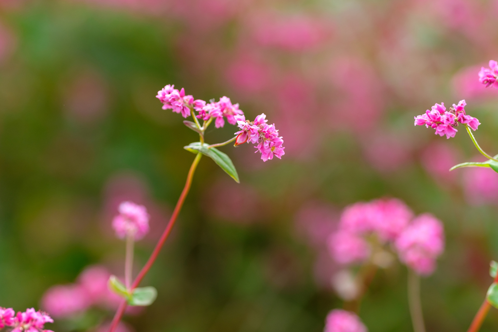 赤そばの花１