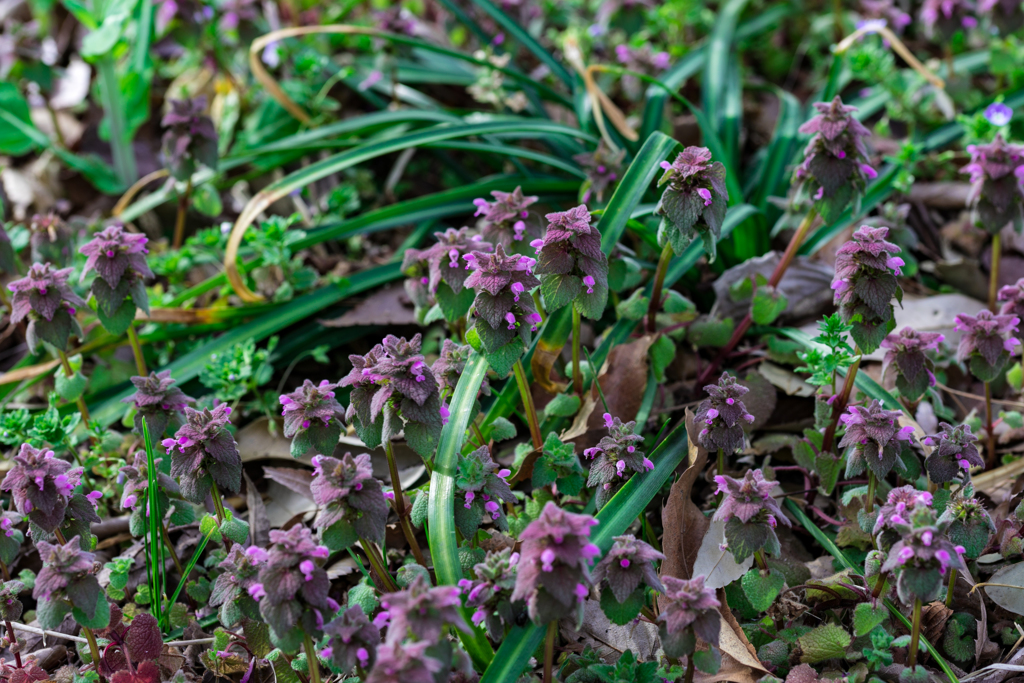 スクランブル交差点