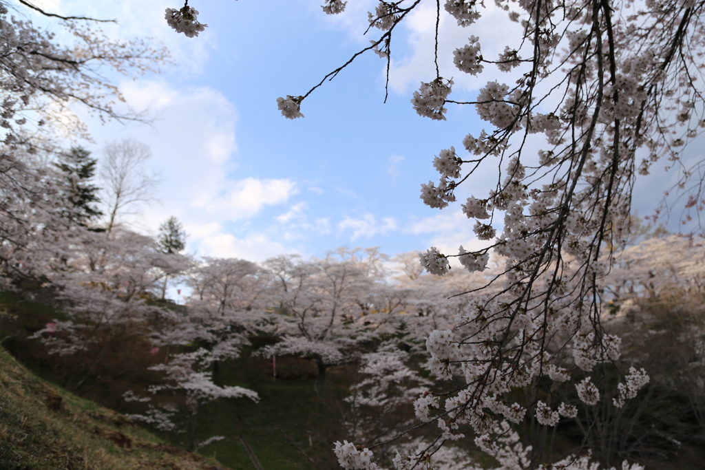 船岡城址公園の桜#1