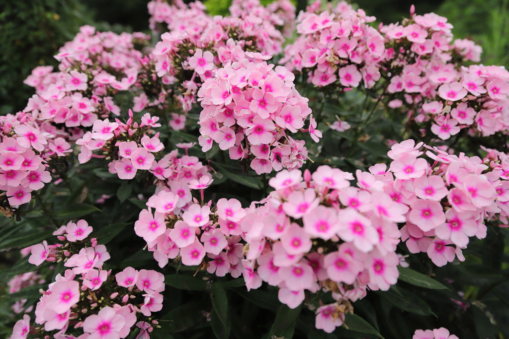 ピンクの花1/3