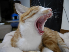がォー