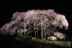 中島の地蔵桜#2