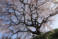 今年も
