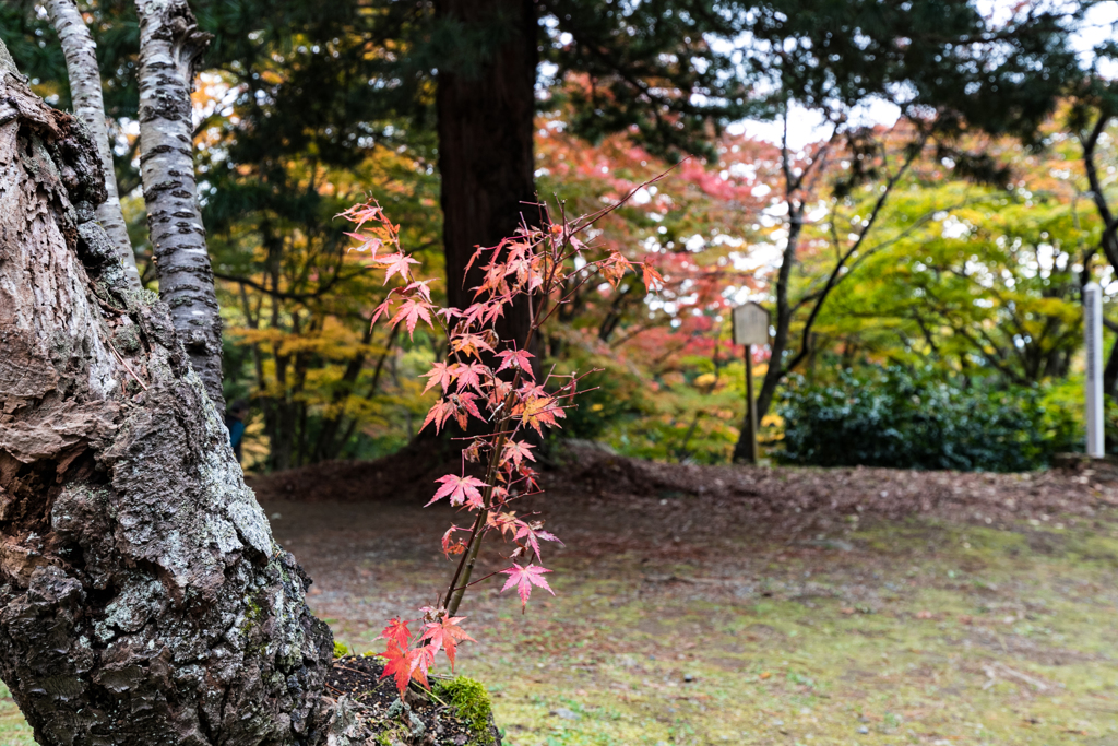 ひっそりと紅葉