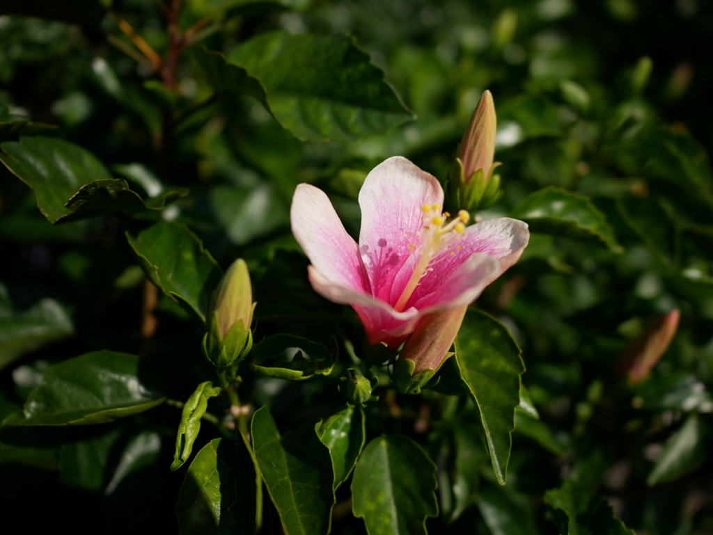 ハイビスカス＃２