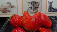 ネコ型イチゴ
