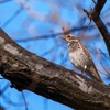 公園探鳥ツグミメス