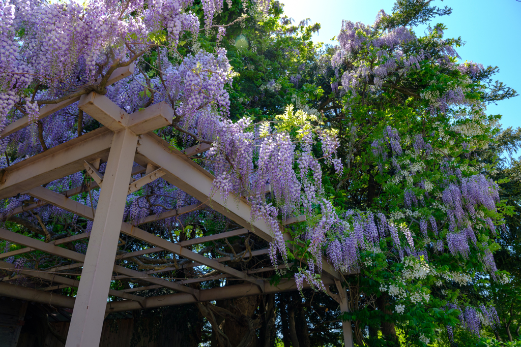 藤棚