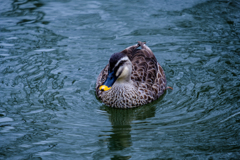 おい、ピン外してるぞ！！