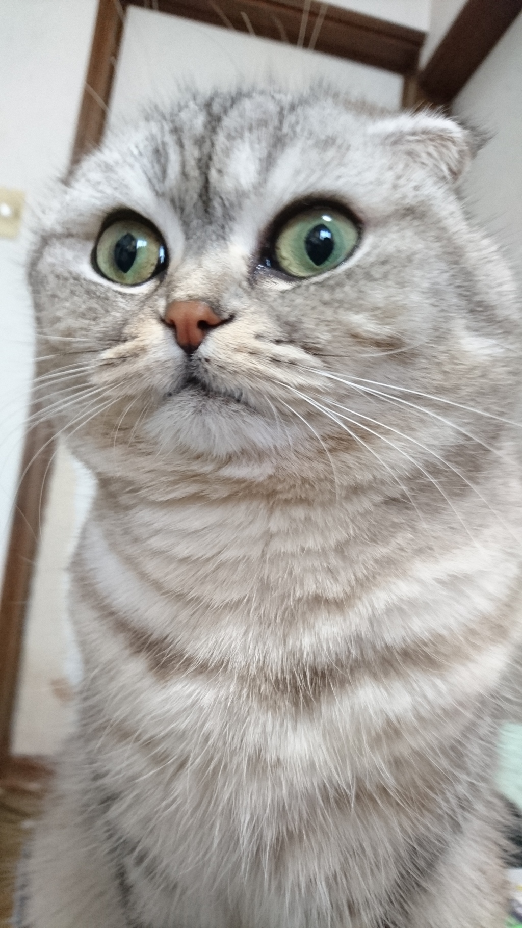 猫の日なの？！