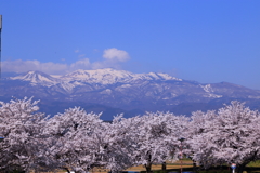 桜と吾妻連峰