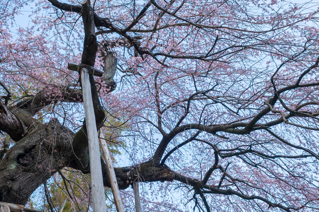 鏡石寺の桜