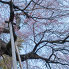 鏡石寺の桜