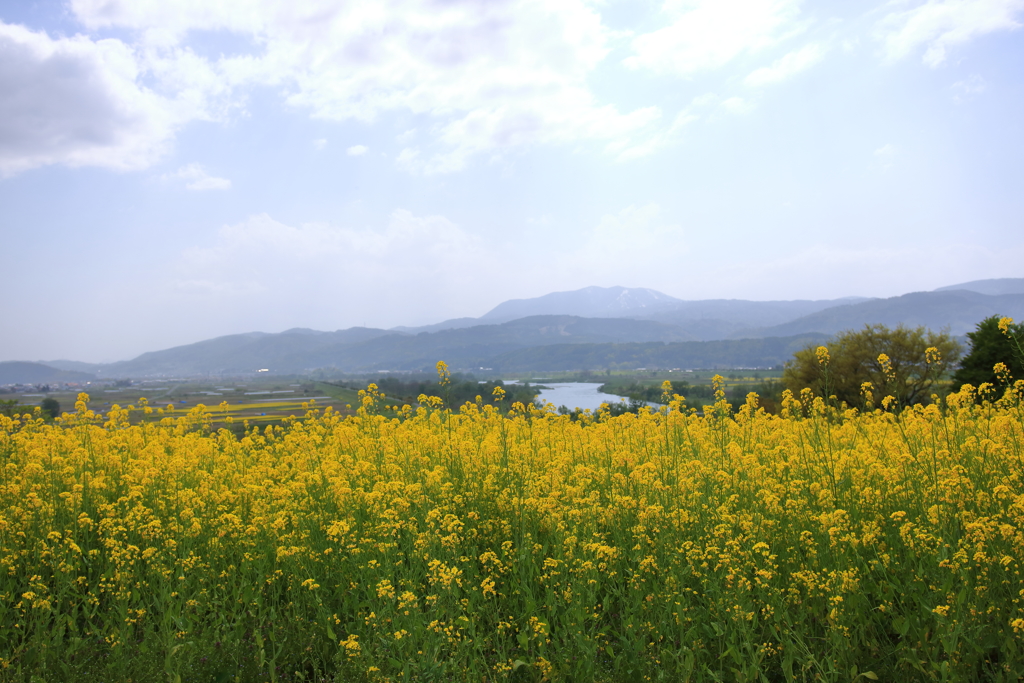 菜の花たちも・・・・・