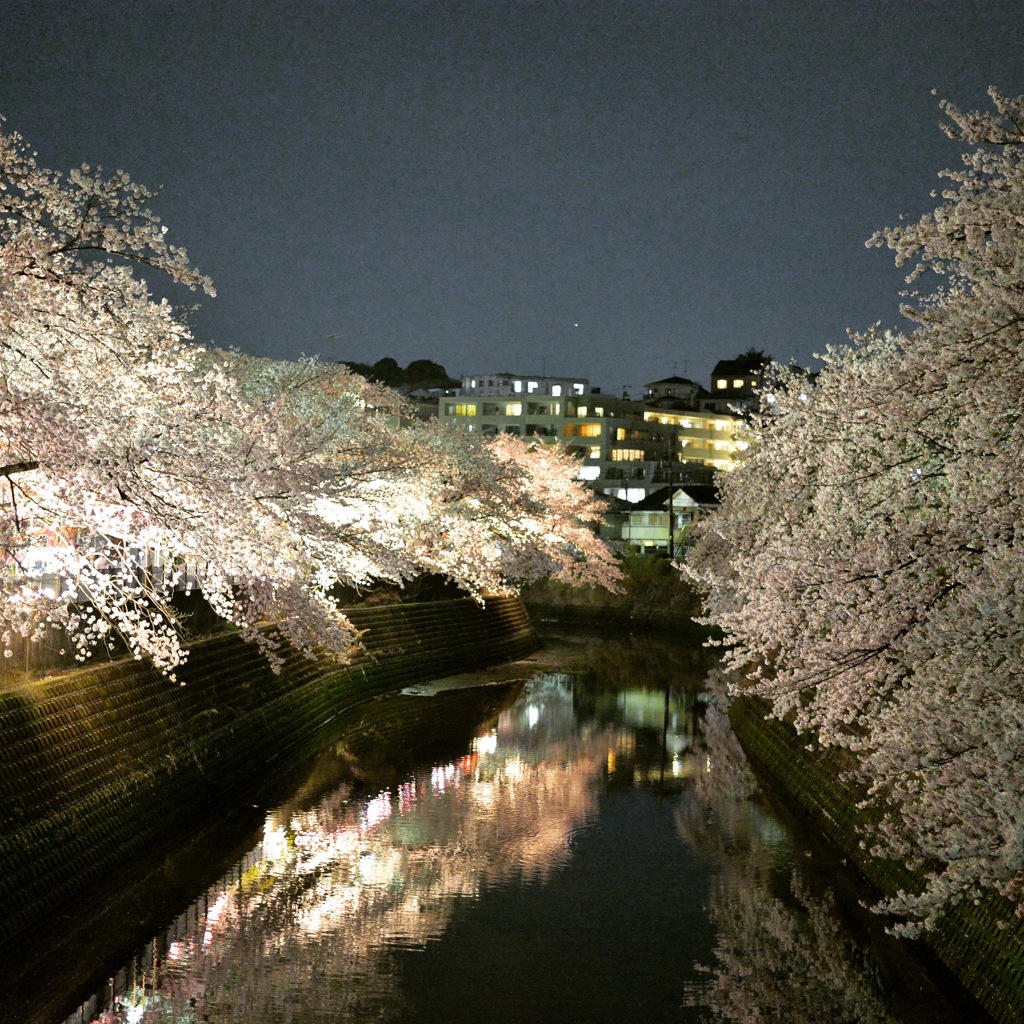 夜桜