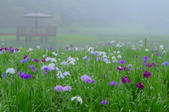 霧にかすむ花菖蒲