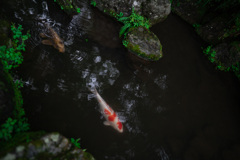 15007298-F7C5-4993-AC81-48592F666792