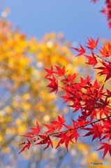 讃甘（さのも）神社