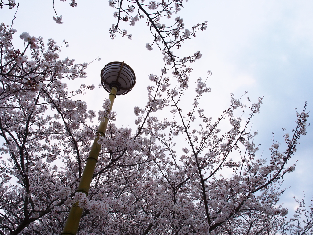 桜の季節到来