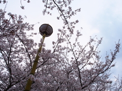 桜の季節到来