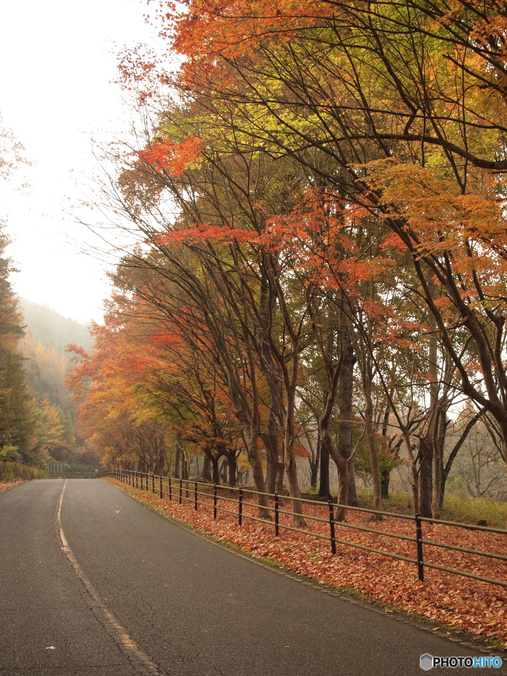 土師ダムの紅葉