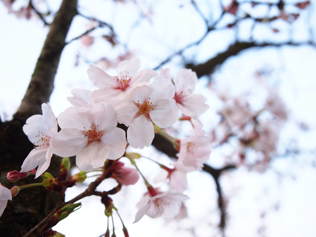 桜の季節到来