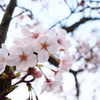 桜の季節到来