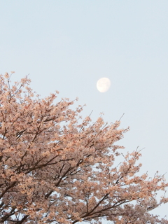 桜と月