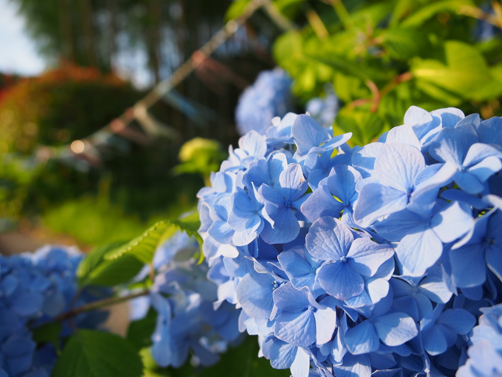 紫陽花