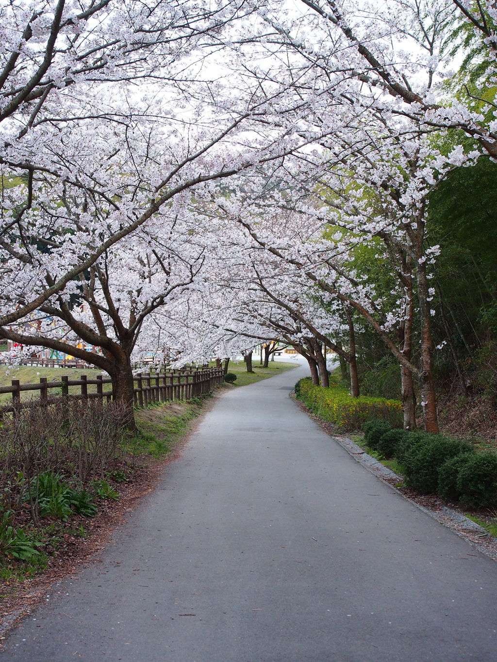 桜の季節到来