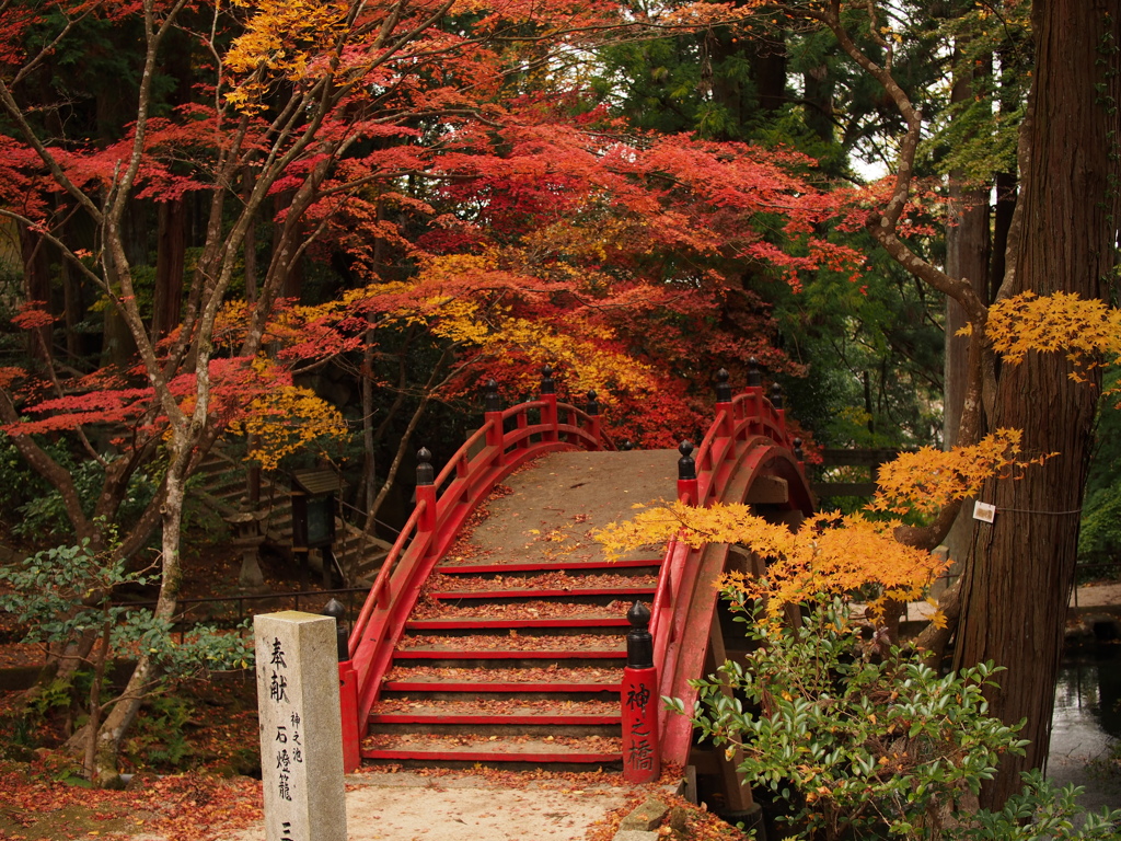 紅葉