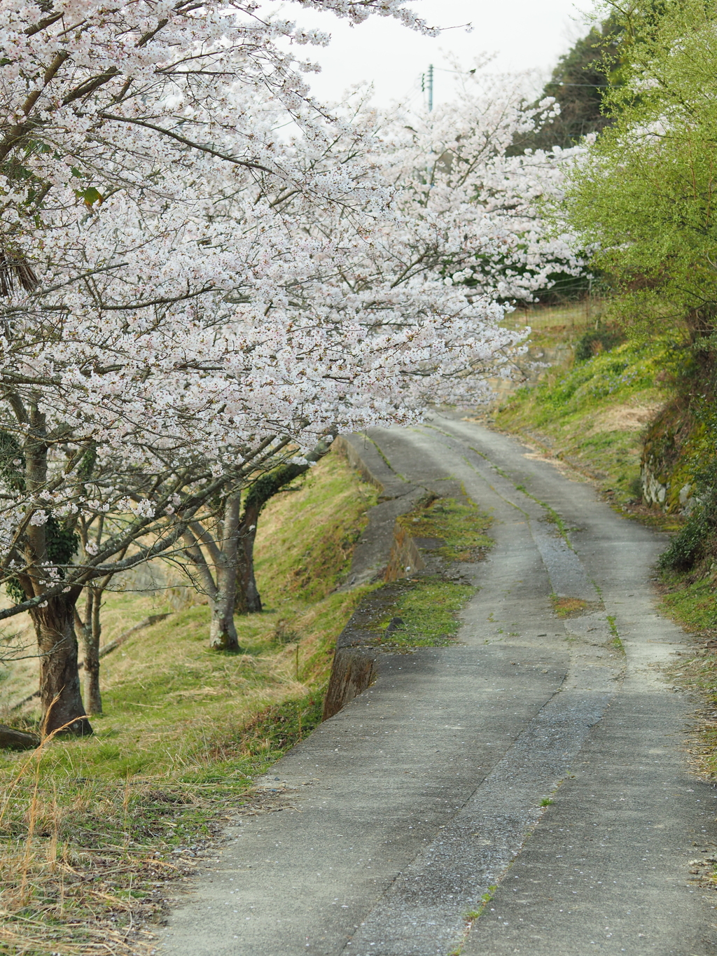 桜と田舎道